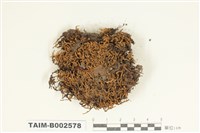 藏品(砂苔屬)的圖片